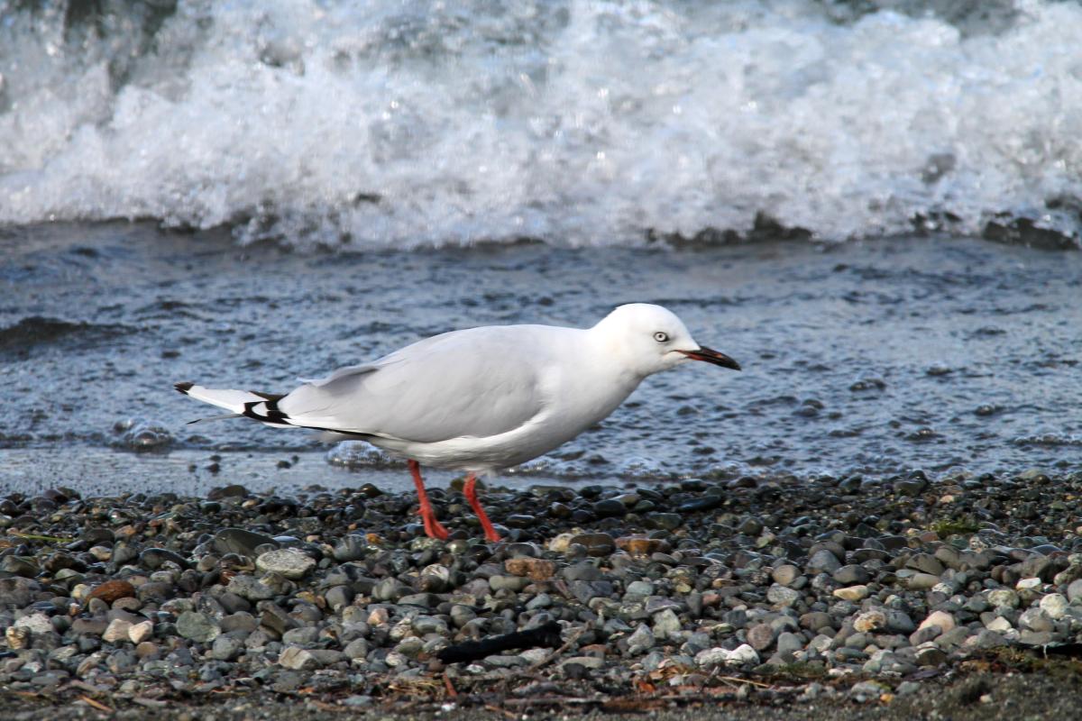 Red-billed Gull (Red-billed Gull), State Highway 94, Te Anau, Southland, New Zealand, 2014-03-04 Red-billed Gull (Red-billed Gull)